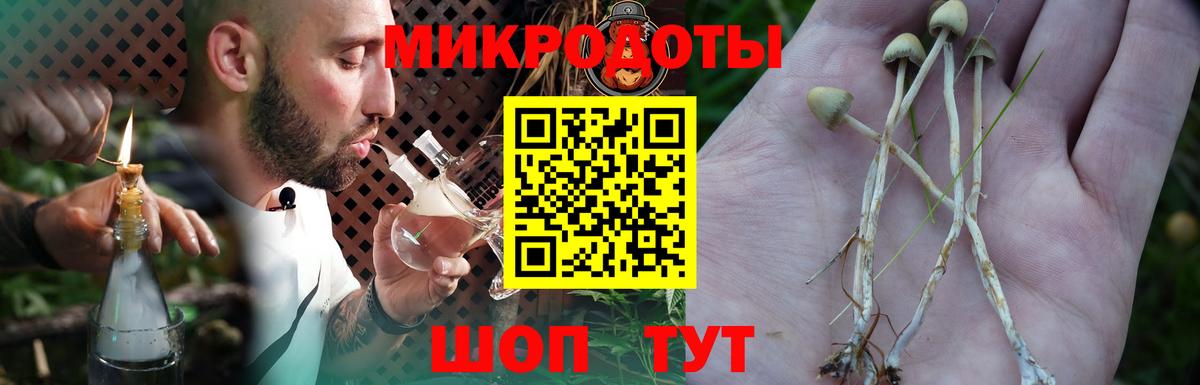 Псилоцибиновые грибы Psilocybe Якутск